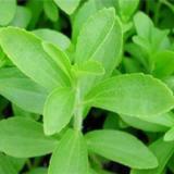 Stevia Extract